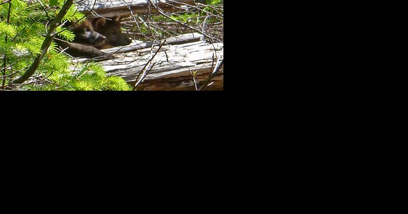 Forest's offices open for the season - Vimarsana News