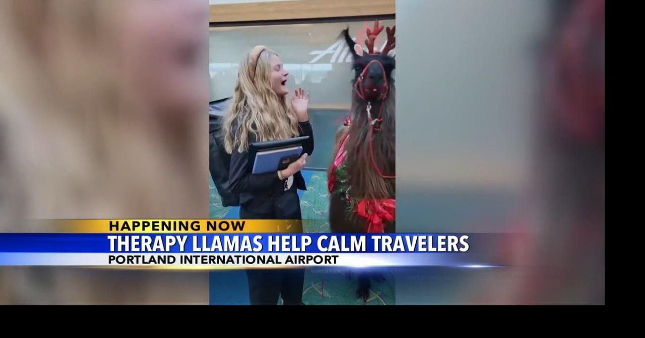 Therapy llamas help calm travelers at Portland International Airport ...