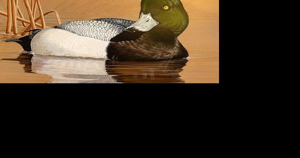Oregon wildlife artwork winners showcased with online voting available - Vimarsana News