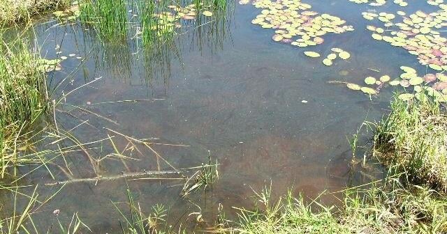 OHA warns hunters of taxic algae in Upper Klamath National Wildlife Refuge