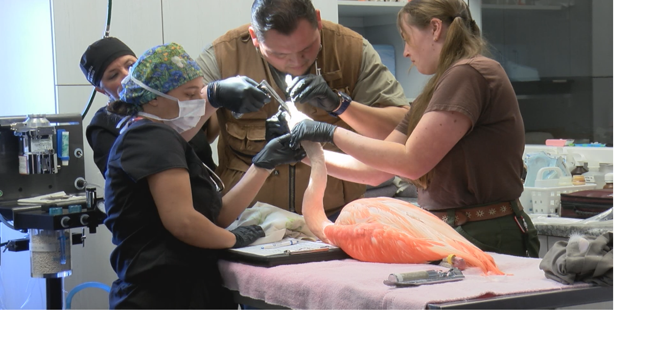 Two Wildlife Safari animals receive specialized eye care in Medford