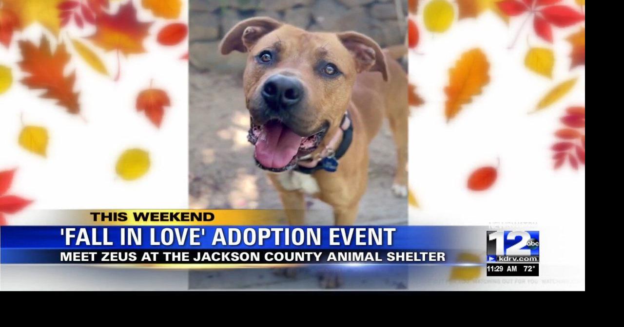 'Fall in Love' at the shelter this weekend | Features | kdrv.com