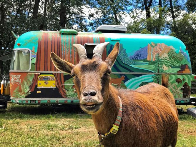The couple traveling around the US in an Airstream with a goat | National |  kdrv.com