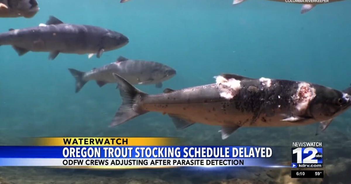 Oregon Trout Stocking Schedule Delayed Video Kdrv oregon-trout-stocking-schedule-delayed-video-kdrv