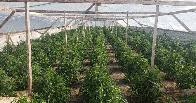 Klamath County raids illegal marijuana grow site - Vimarsana News