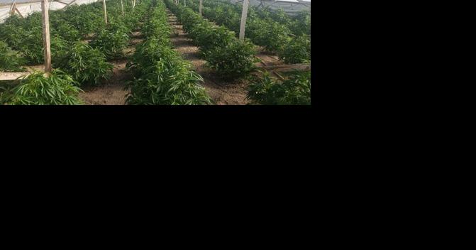 Klamath County raids illegal marijuana grow site - Vimarsana News