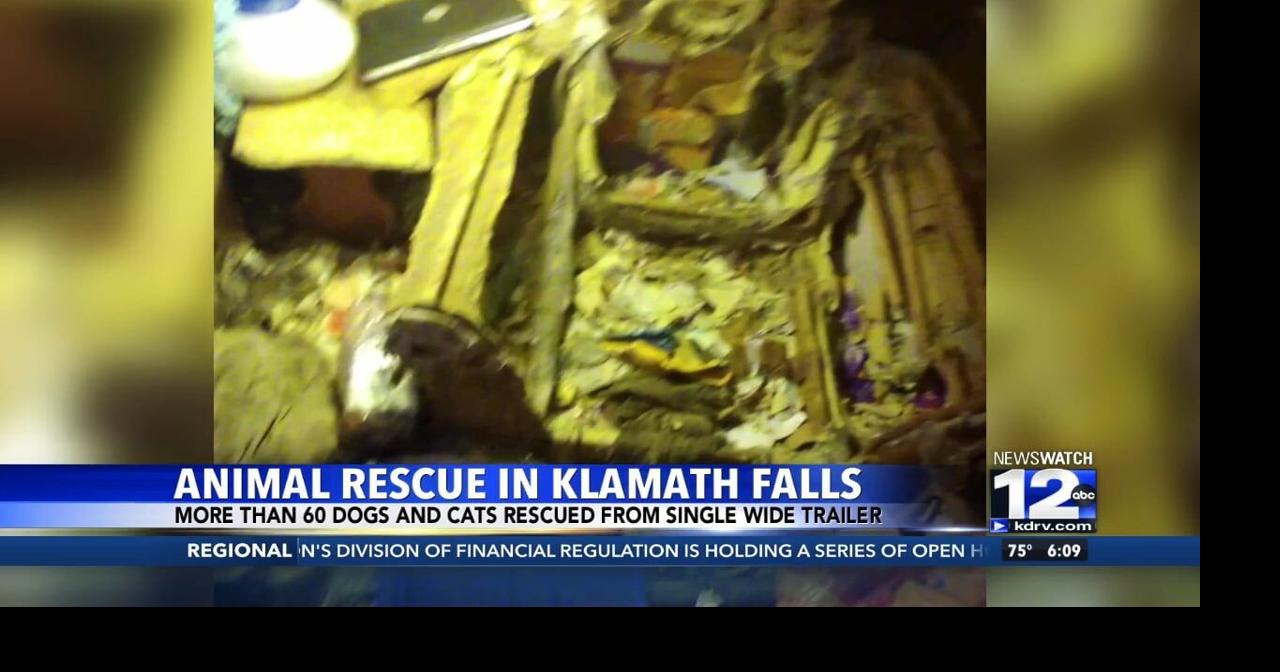 More than 60 dogs and cats rescued from hoarding situation in Klamath ...