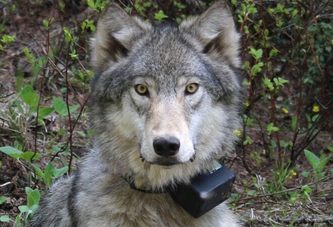 Reward for tips in Oregon wolf poisoning case jumps to $36K
