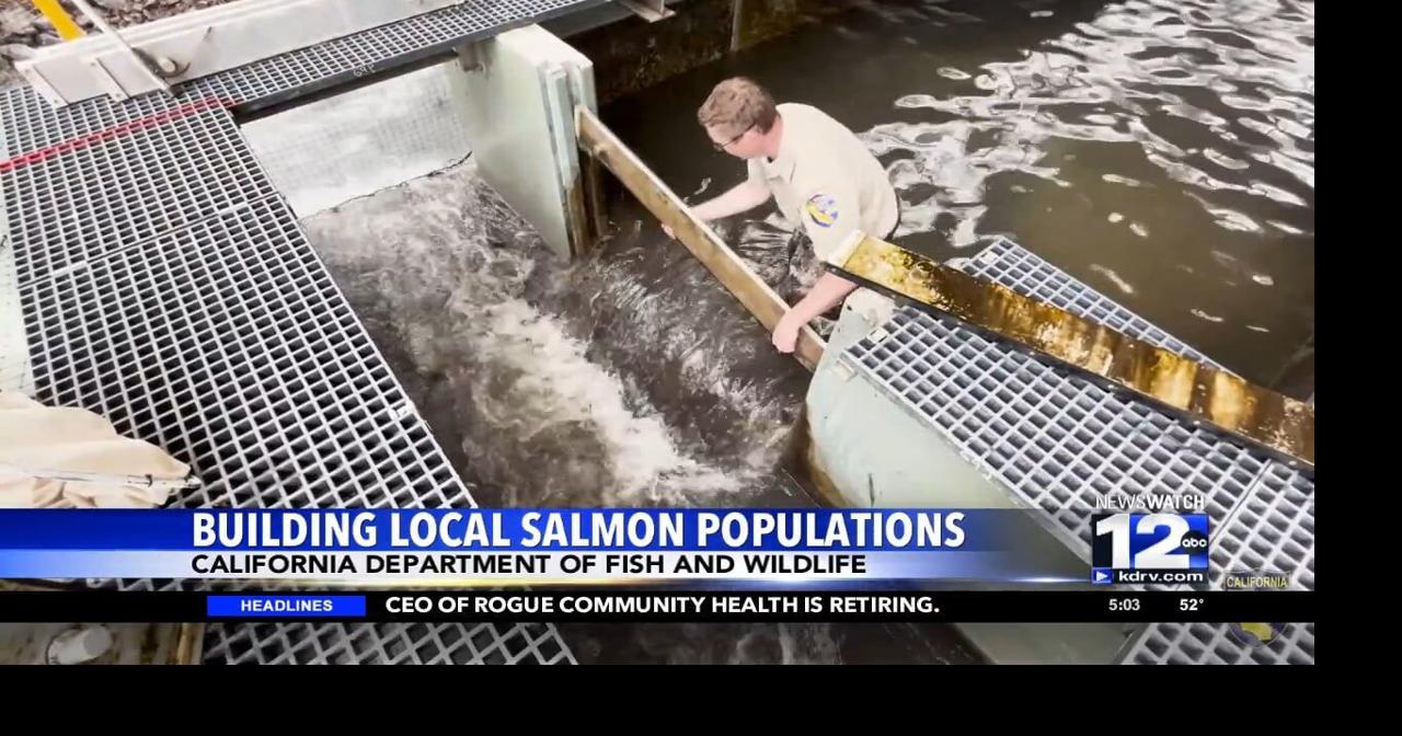 Salmon released into Klamath Basin | Video | kdrv.com