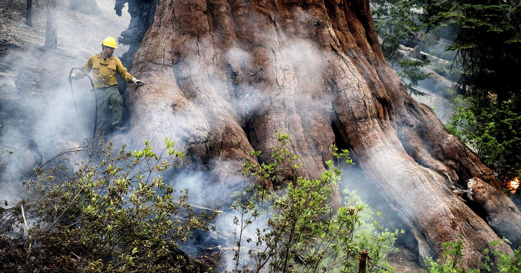 Fire threatening Yosemite's famed grove of giant sequoia trees is still growing - Vimarsana News