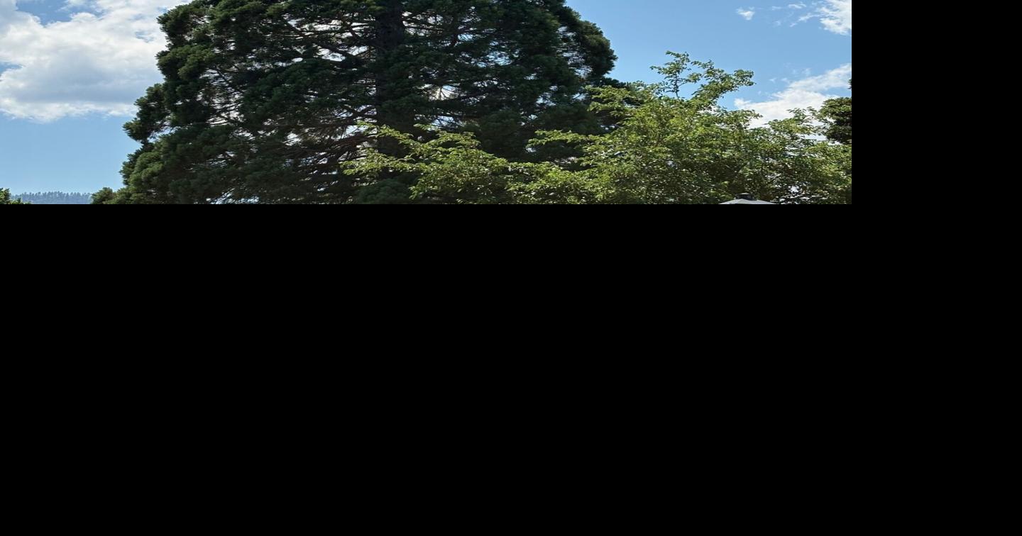 City of Ashland 2025 'Tree of the Year' winner
