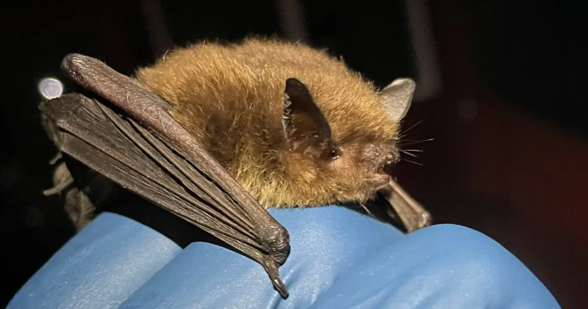 69bb2e1eba87d.image.png?crop=832,437,137