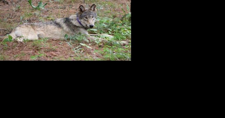 Federal judge orders US government to restore gray wolf protections - Vimarsana News