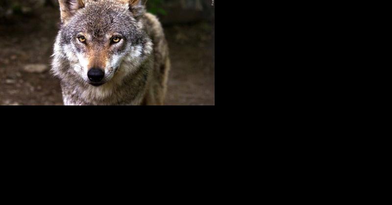 Reward up to $15,000 for information leading to grey wolf OR103 poacher - Vimarsana News