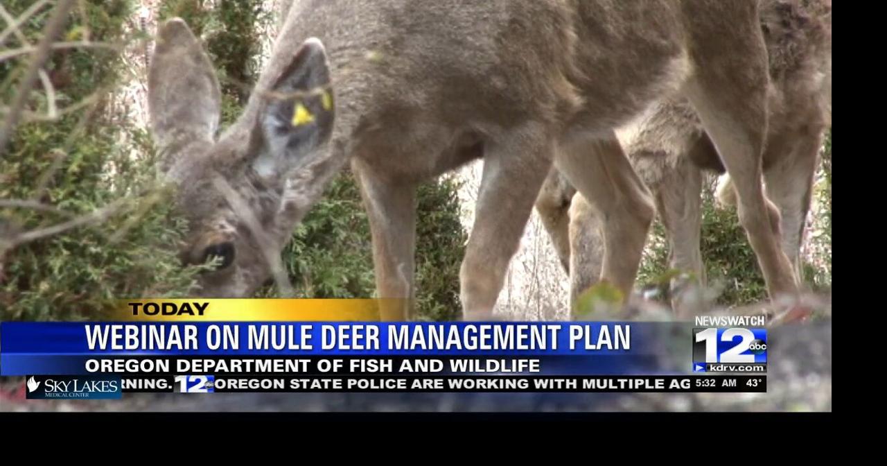 ODFW to host webinar on mule, deer management plan Video