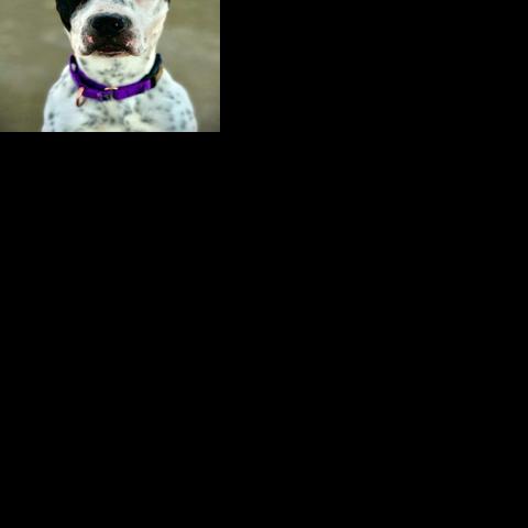Pet of the Week: Galaxy! | Pet of the Week