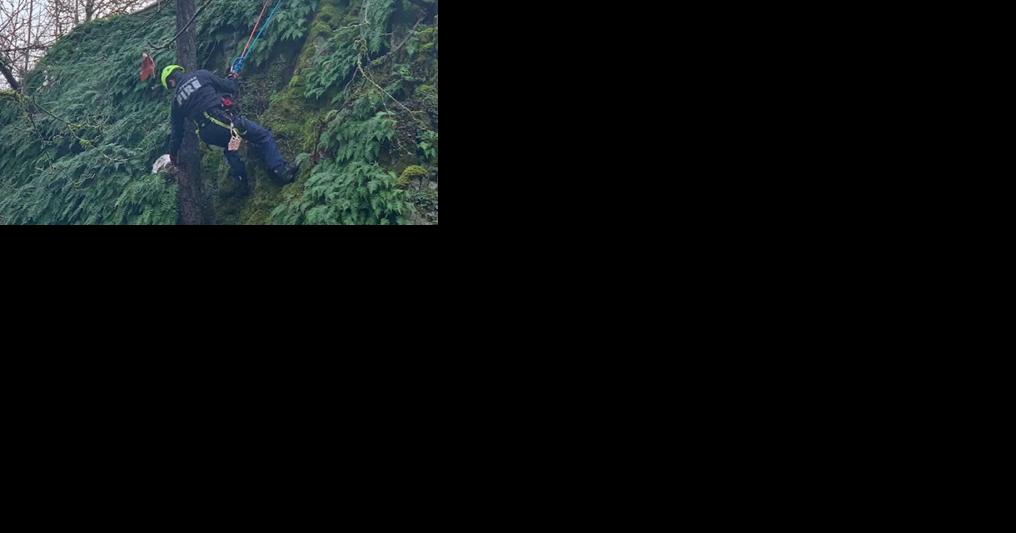 Crews rescue dog stuck on steep cliff in St. Helens - Vimarsana News