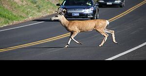 Busy travel season for drivers and wildlife raises risks they'll collide - Vimarsana News