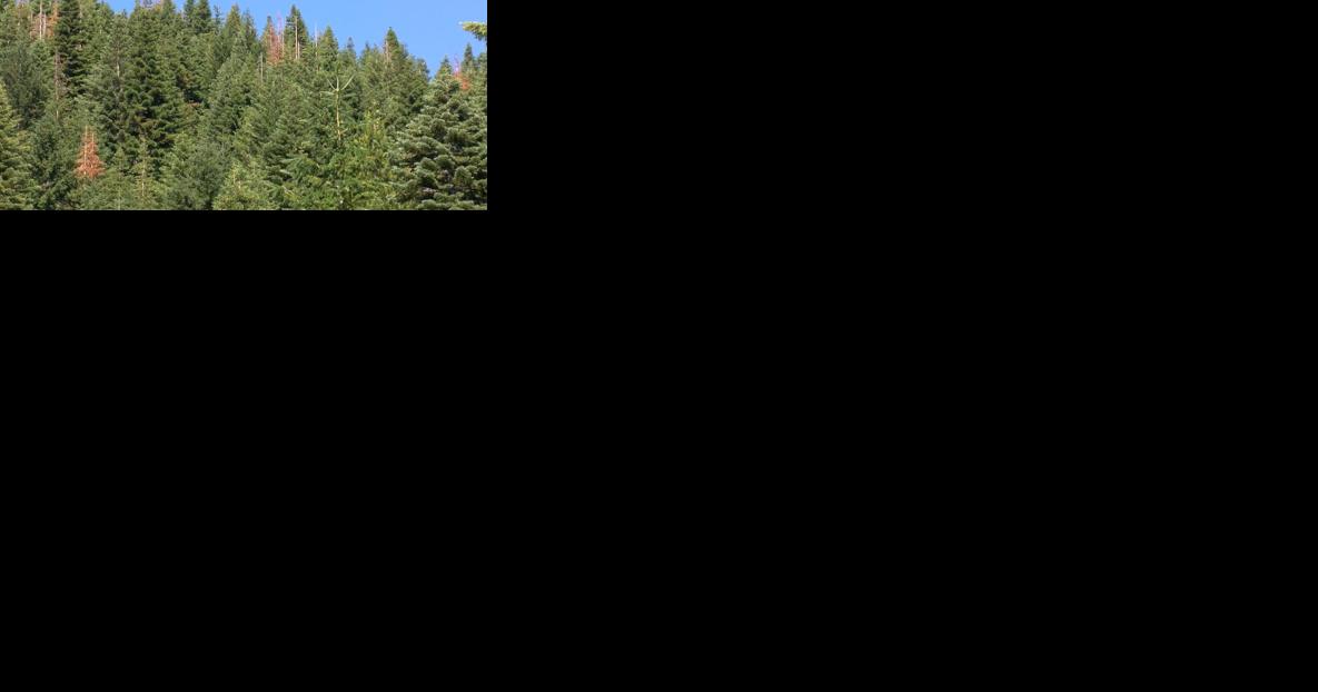 Forest preservation and fire prevention on Mt. Ashland - Vimarsana News