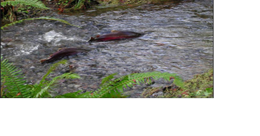 Timber company bridges connect to an award for natural habitat work - Vimarsana News