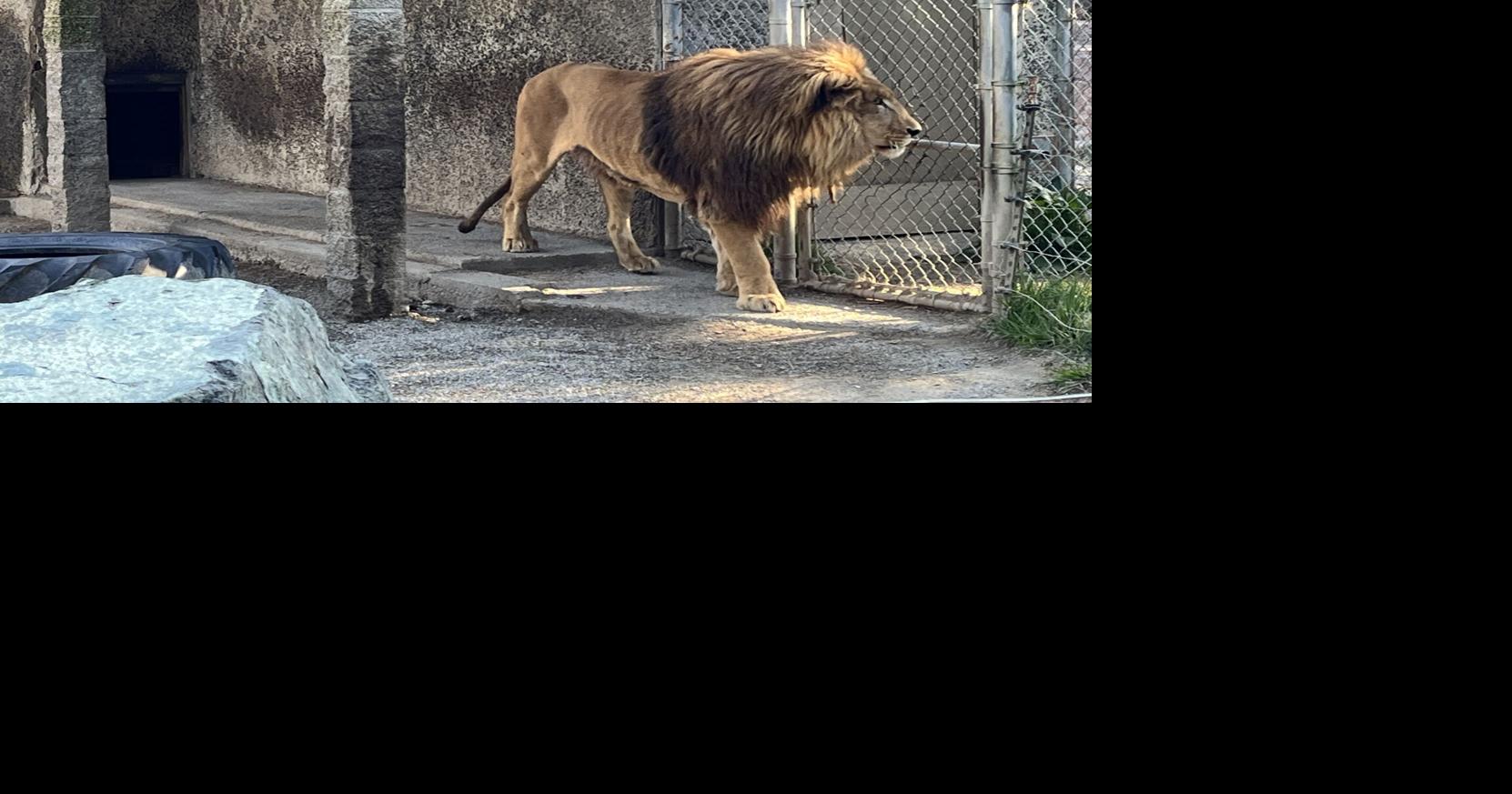 Animals at Bandon safari park were neglected and starving, USDA reports say