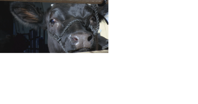 IP-3 could have broad effects for Oregon animal care and abuse - Vimarsana News