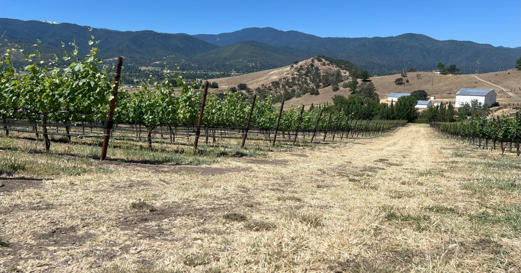 Rogue Valley wineries prepare for wildfire season - Vimarsana News