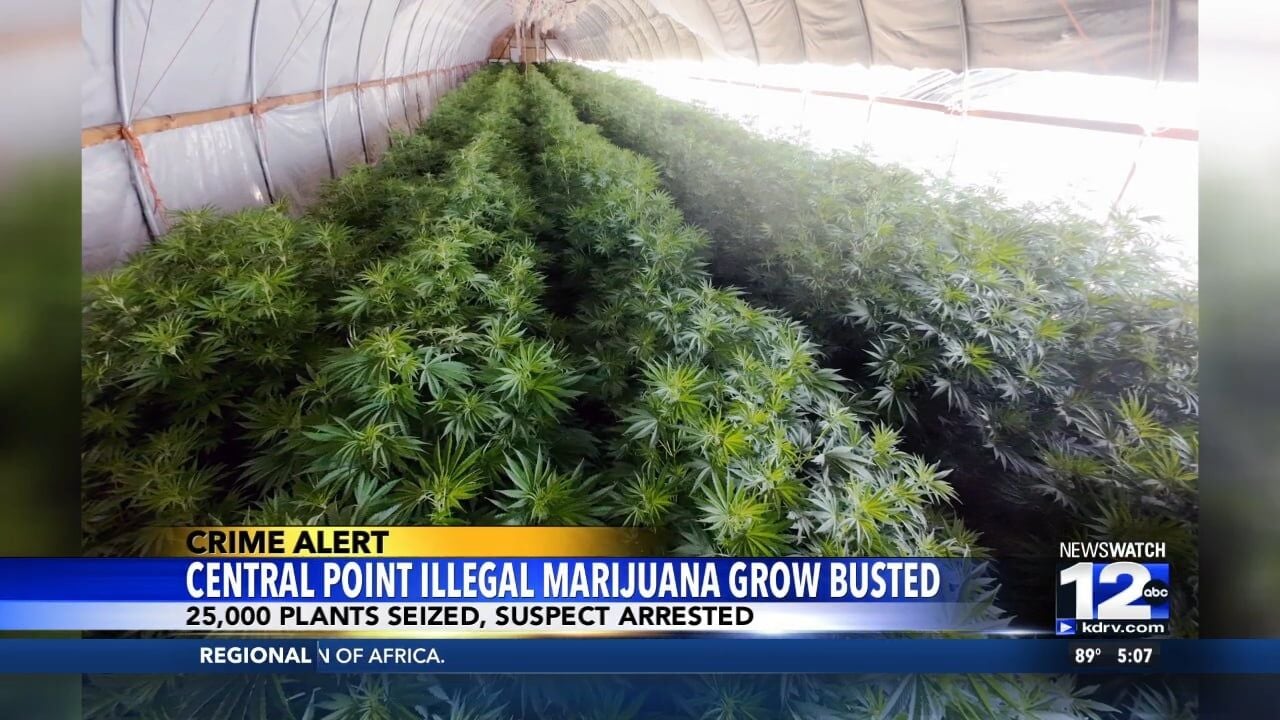 kdrv.com - Kaleb Clark - Task force busts illegal Marijuana growth in Central Point