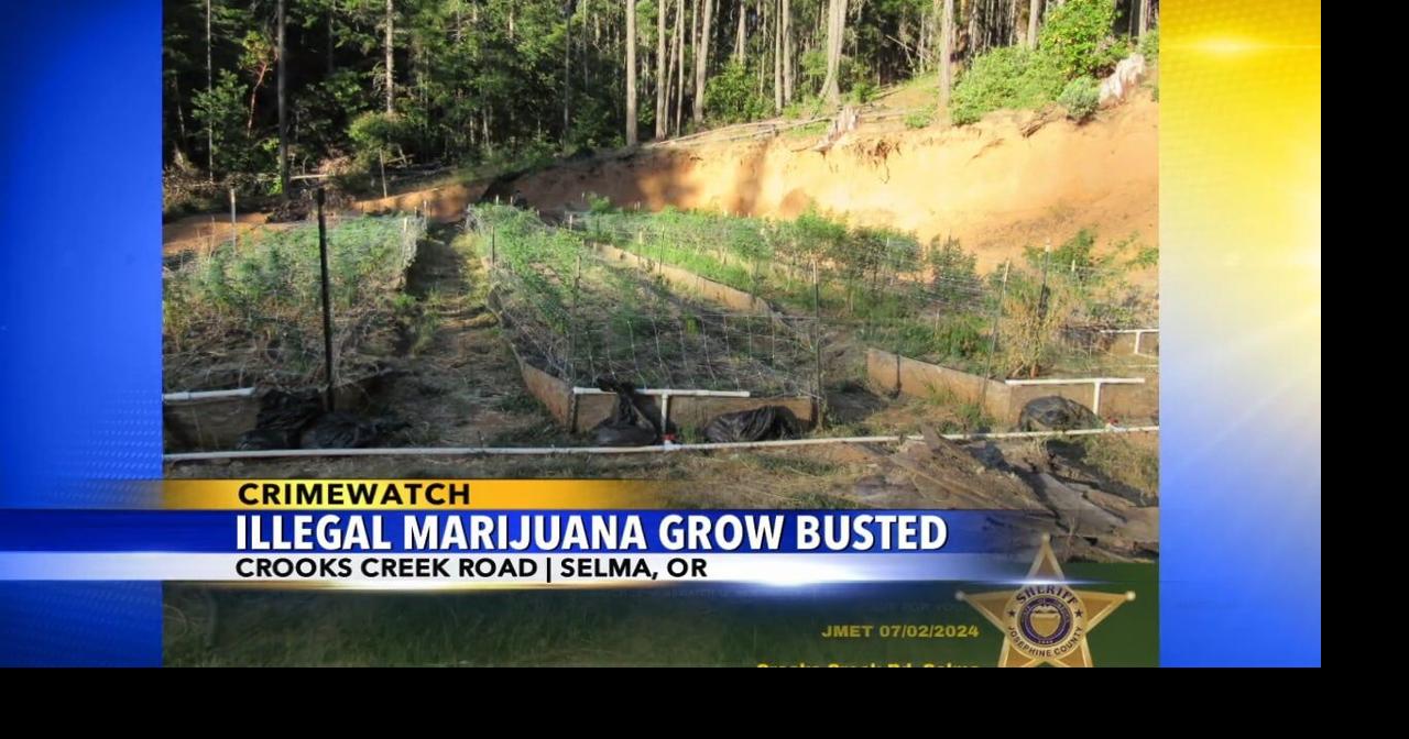 Illegal marijuana grow site busted in Selma | Video | kdrv.com