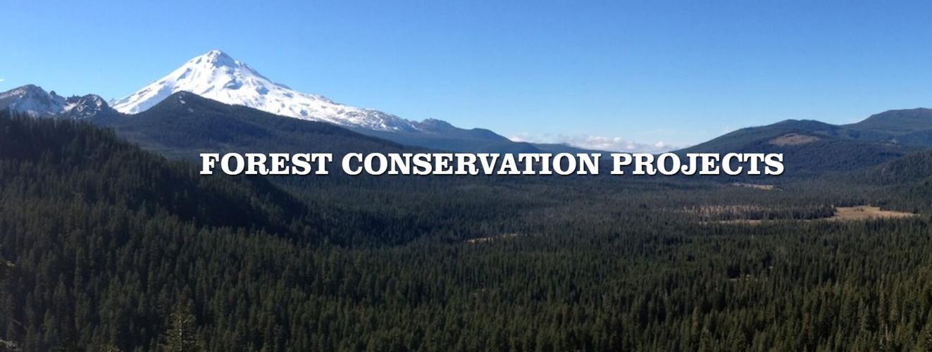 Pacific Forest Trust forest conservation project online image Jan 2023.png