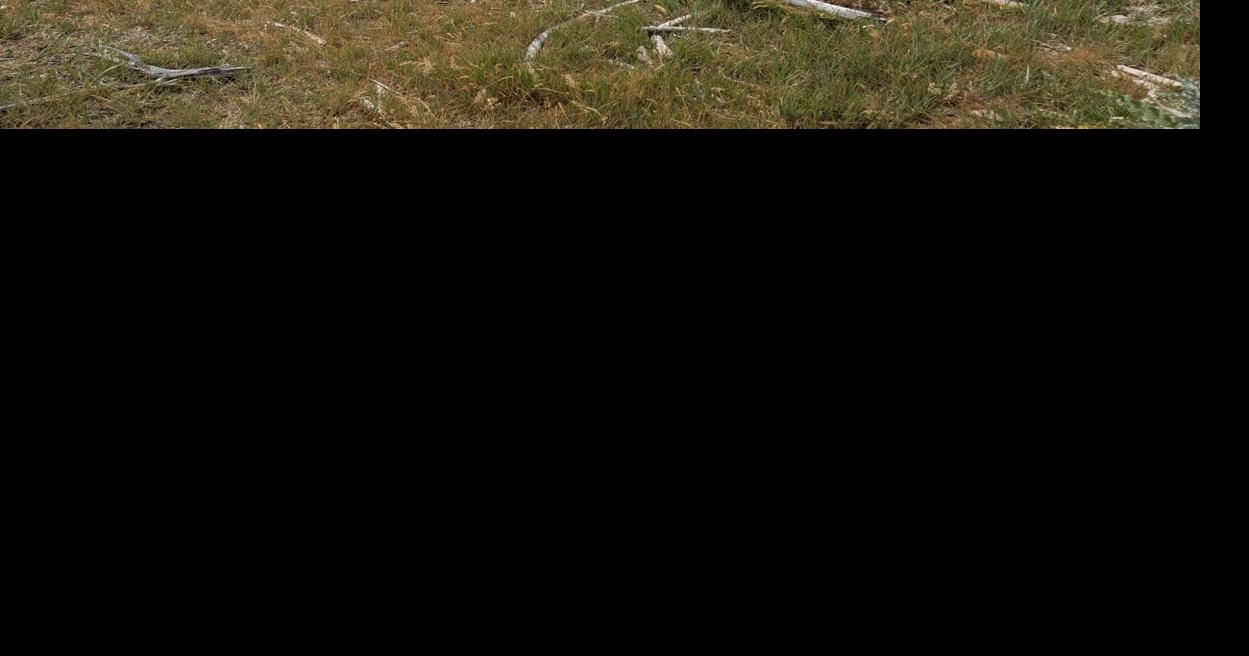 69c32091ad898.image.jpg?crop=1249,656,0,