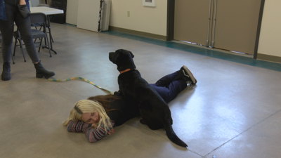 Vip service dogs deals