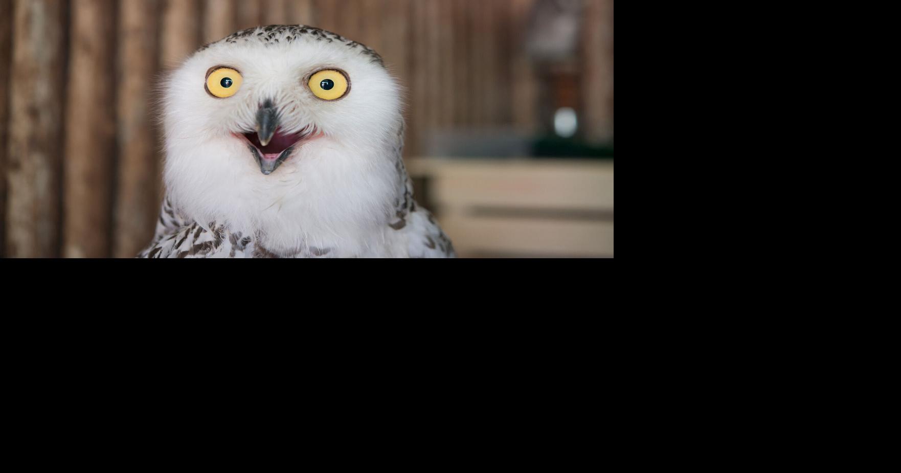 Superb Owl Sunday – Feathered Photography