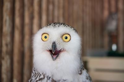 Owl photos are flooding the internet ahead of the Super Bowl. Here's why