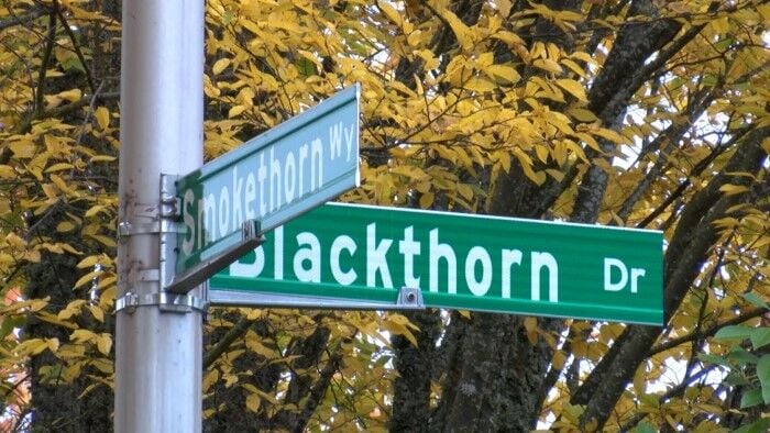 Smokethorn Blackthorn.JPG