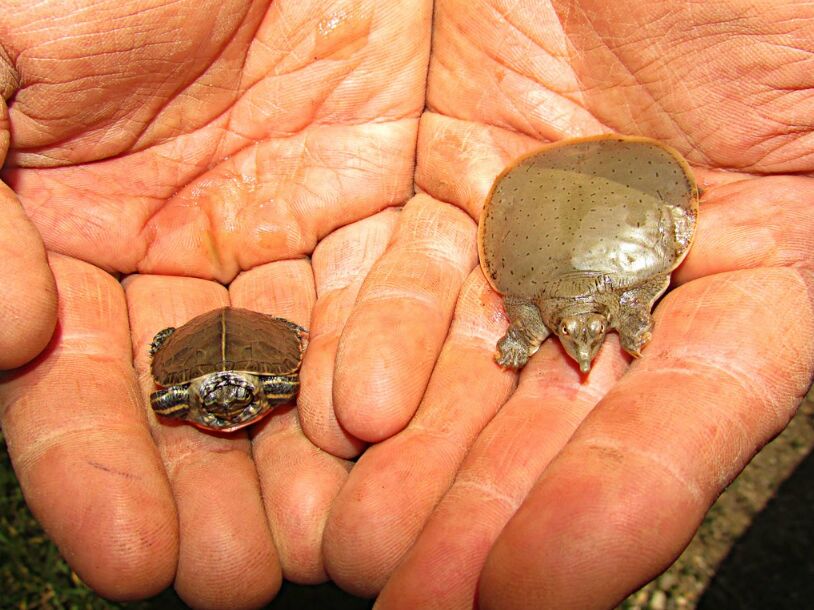 Tiny Turtles Tied To IL Salmonella Outbreak: CDC