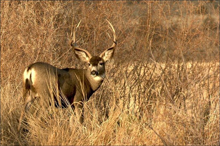 deer buck Oregon, online June 2022.png