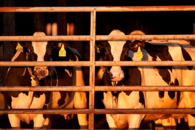 Meat from condemned dairy cow tested positive for H5N1 flu virus but did not enter food supply, USDA says