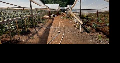 Police shut down illegal Grants Pass grow site - Vimarsana News