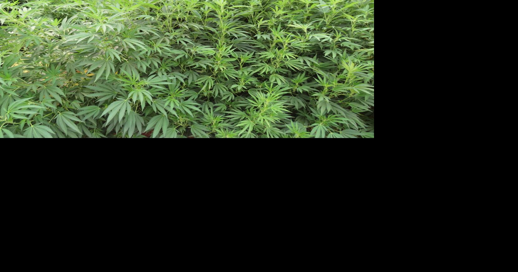 Police shut down illegal grow site in Cave Junction CrimeWatch