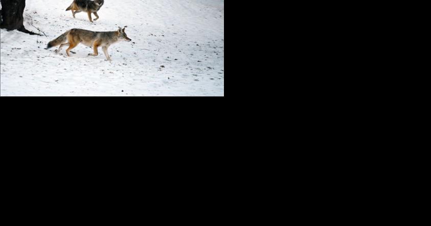 Oregon is considering a proposal to protect coyotes from "killing contests" - Vimarsana News