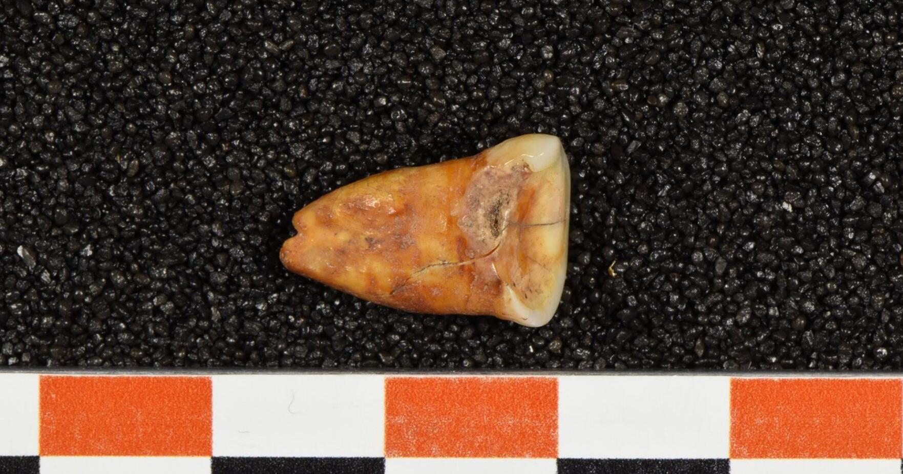 Paleo diet? Study reveals new insight on what Stone Age humans really ate - Vimarsana News