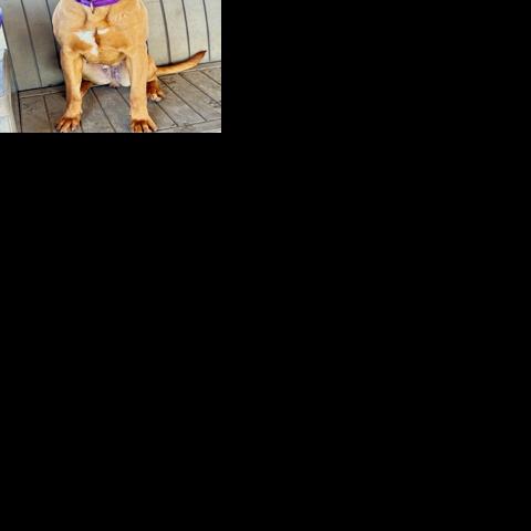 Pet of the Week: Hazelnut! | Pet of the Week