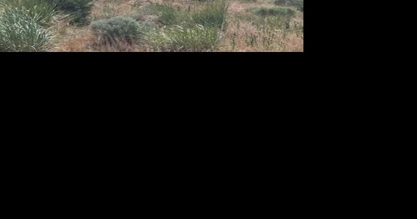 Klamath County Sheriff's Office shuts down illegal marijuana grow near Sprague River - Vimarsana News