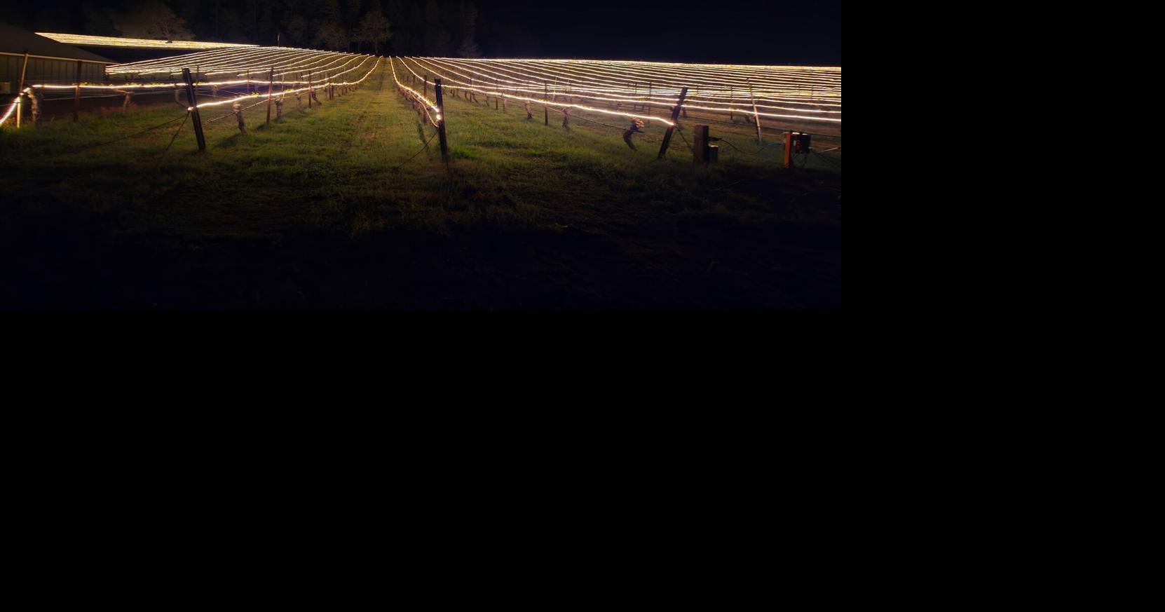Local vineyard employs new frost protection technology