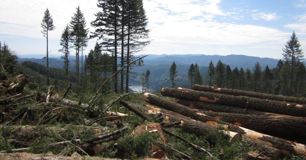 6557b7ef5a4c8.image.jpg?crop=1024,538,0,