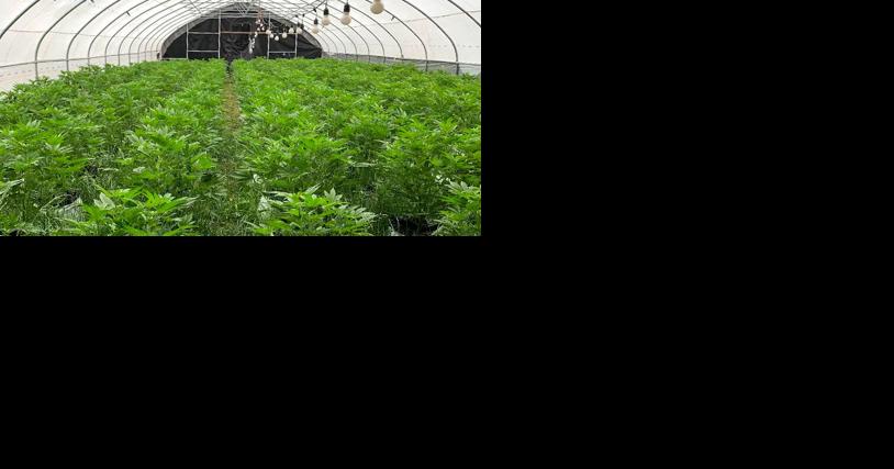 Marijuana Gets Property Owner $33,000 Fine - Vimarsana News