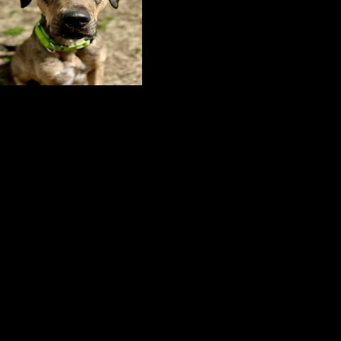 Pet of the Week: Hercules! | Pet of the Week