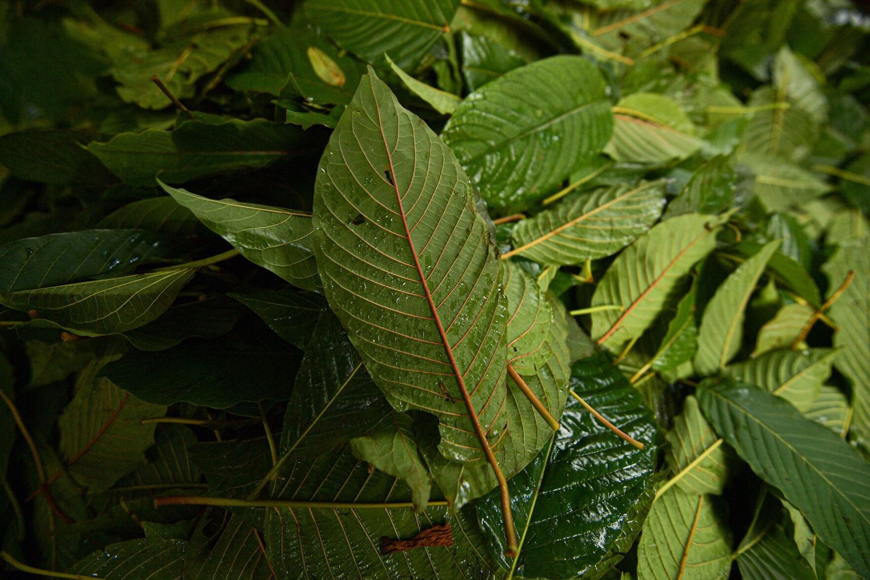 kdrv.com - Kristen Rogers - What's the difference between kratom and drugs like 7-OH? Explaining the products found near dead Ole Miss students