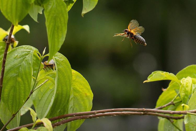 Billions of cicadas are set to appear in a rare ‘double brood emergence